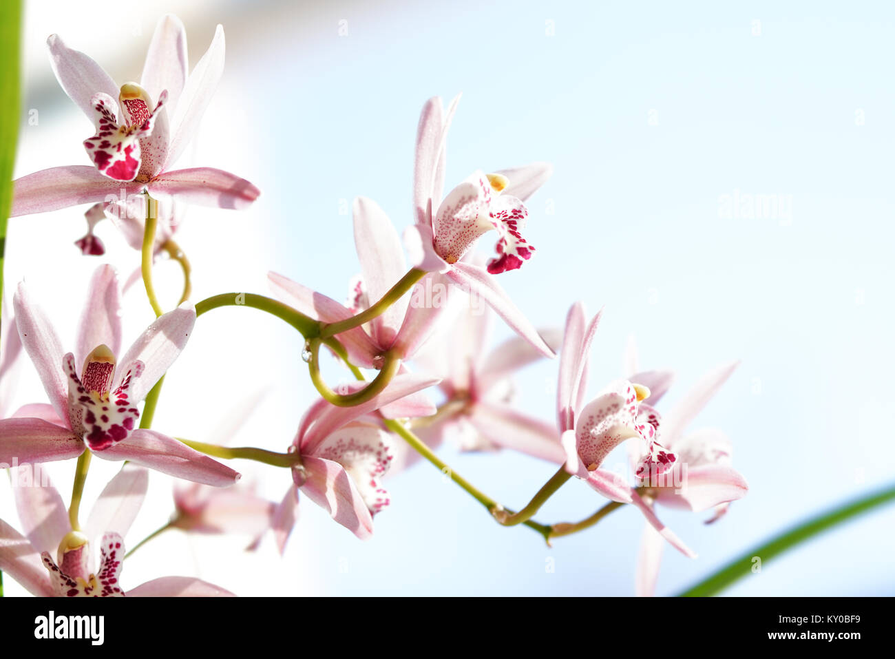 Cymbidium Stock Photo