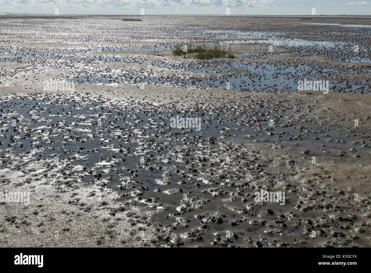 Cast of defaecated sediment of Lugworms (Arenicola marina) at low tide on the tidal flats at Mandoe Stock Photo