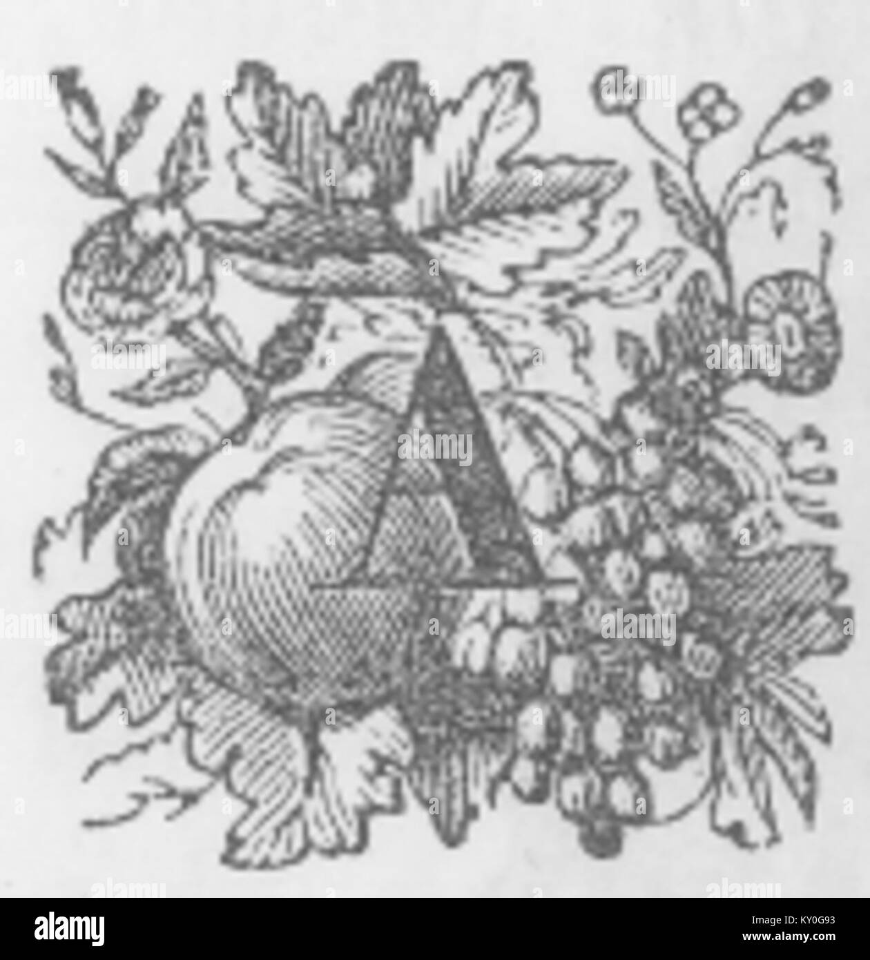 An ornamental depiction of the letter 'A', designed with decorative elements, illustrating historical typographic style used in illuminated manuscripts or printed works. Stock Photo