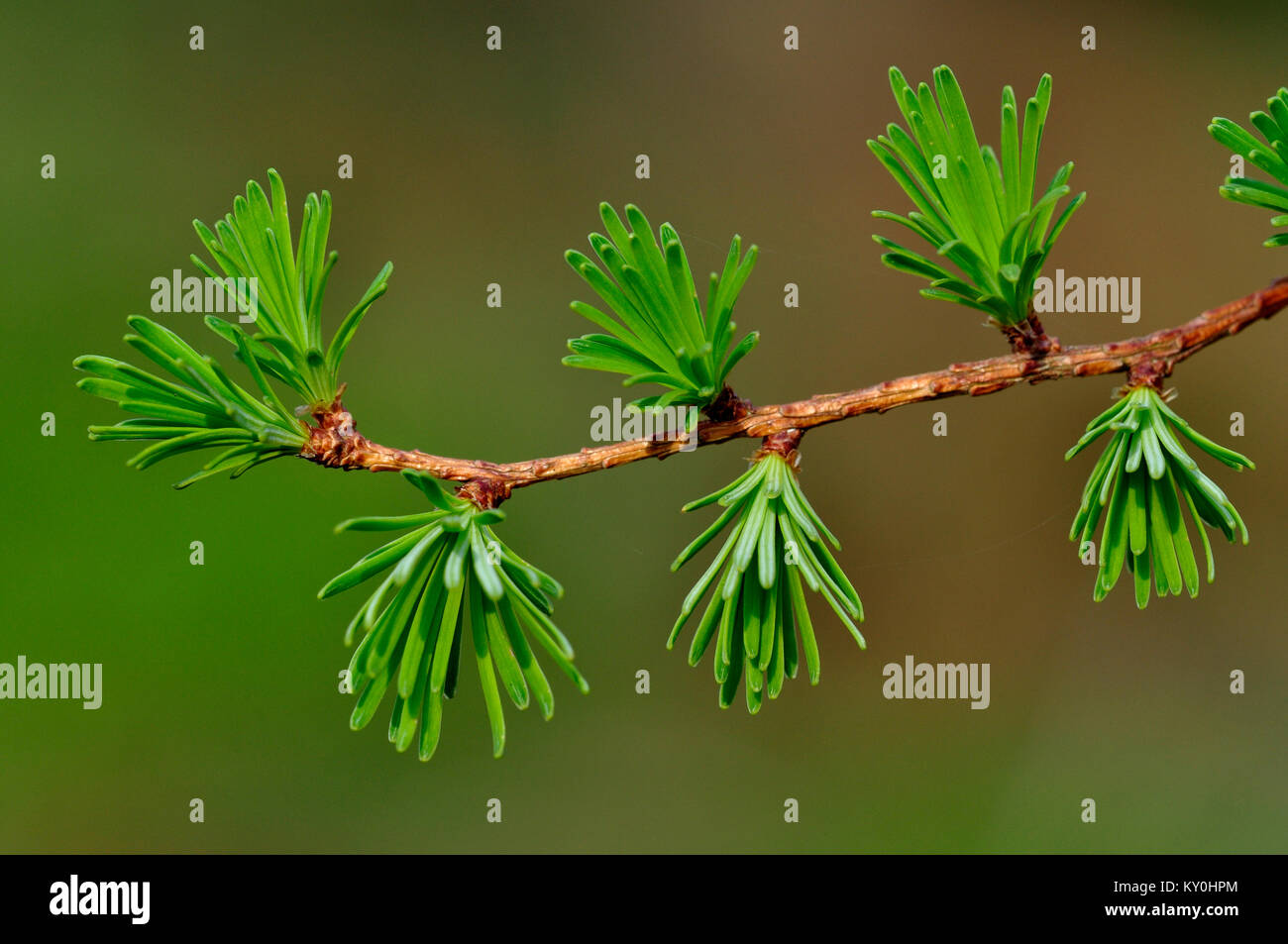 Larch needles in spring Stock Photo
