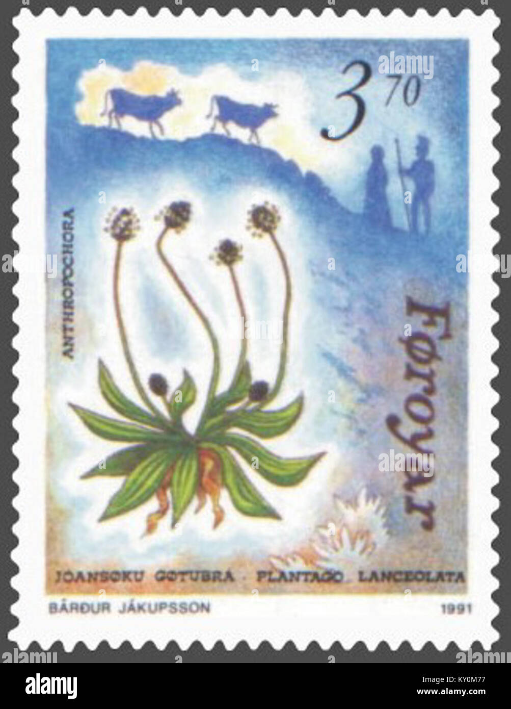 Faroe stamp 206 anthropochora - ribworth plantain (Plantago lanceolata) Stock Photo