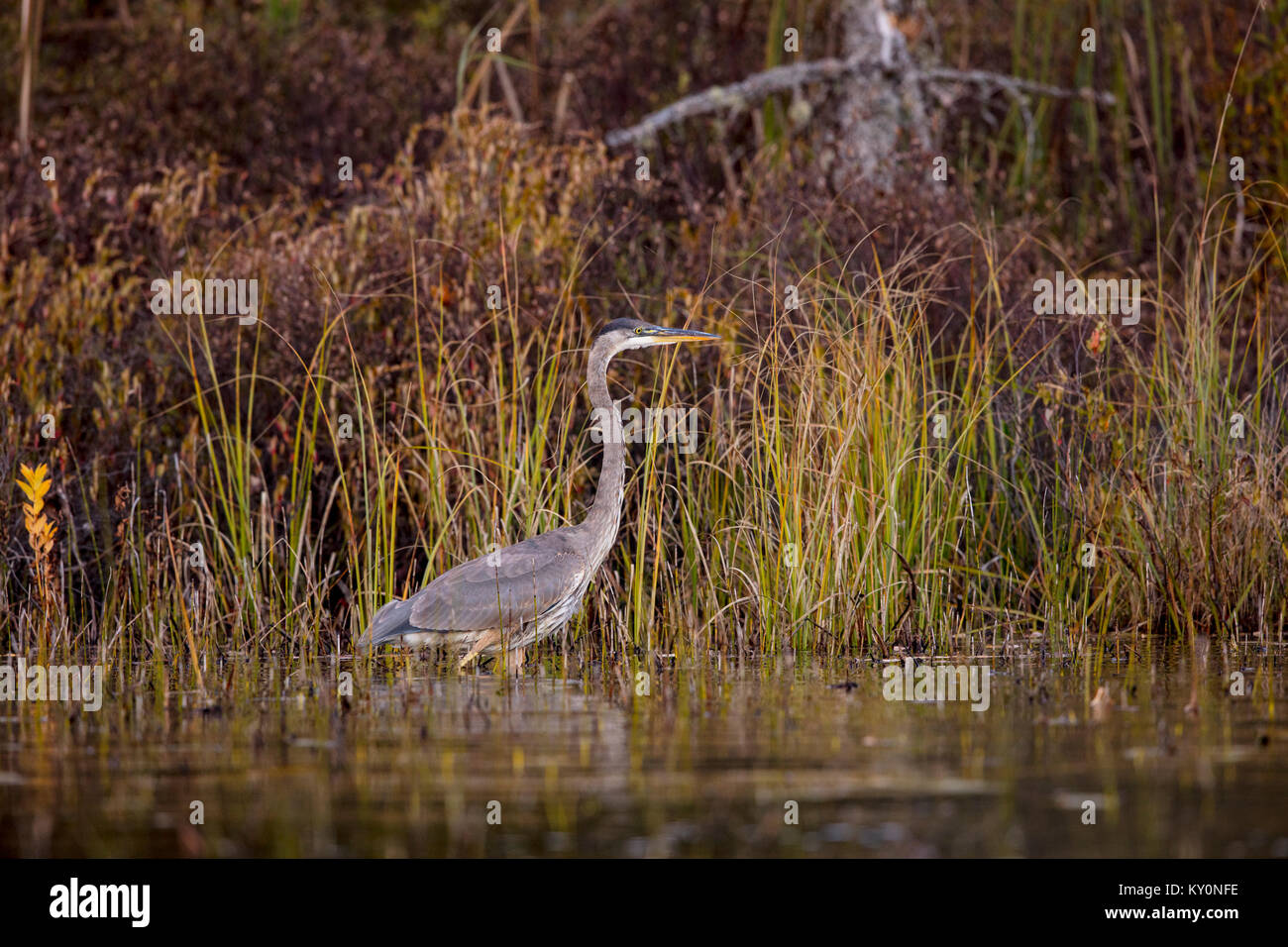 MAYNOOTH, ONTARIO, CANADA October 20, 2017 A Great Blue Heron