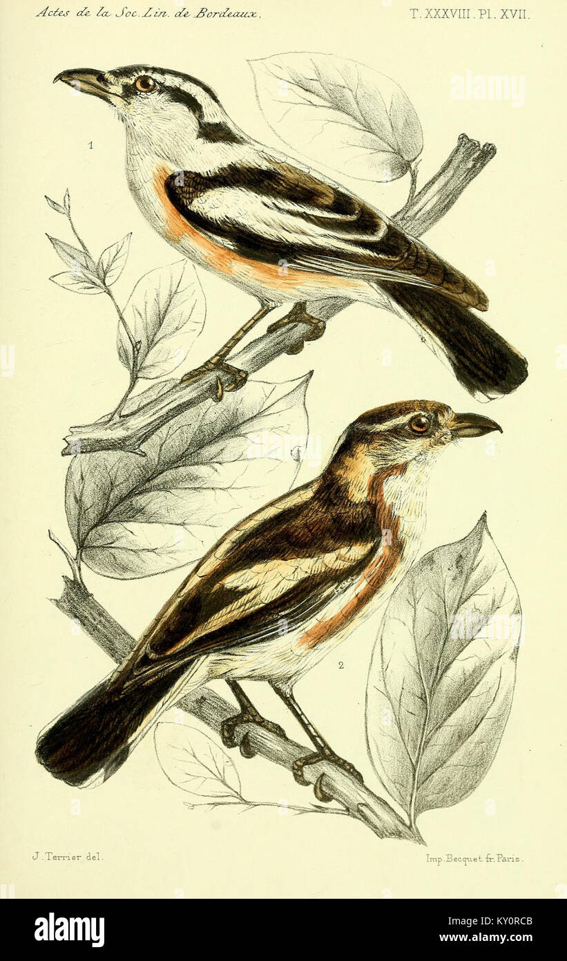 plate-iv-from-faune-et-flore-des-pays-omalis-shows-representative