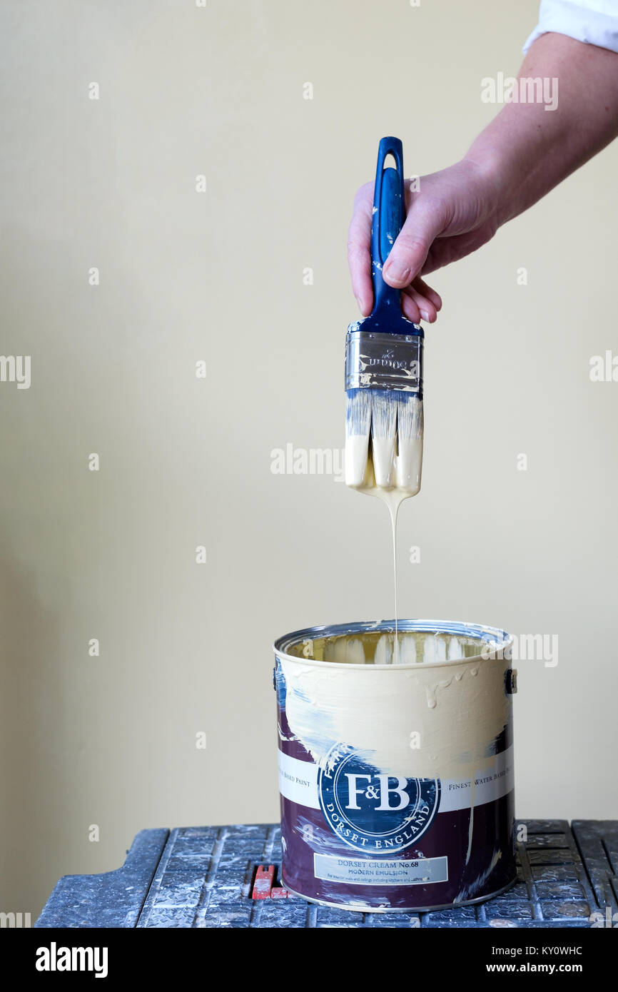 An open tin of domestic wall paint. the decorator has just dipped their bristle brush into the paint and allowing the paint to drip back into the tin Stock Photo
