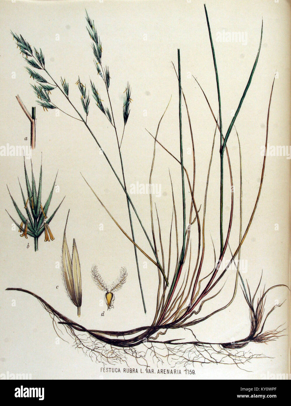 Festuca rubra — Flora Batava — Volume v15 Stock Photo