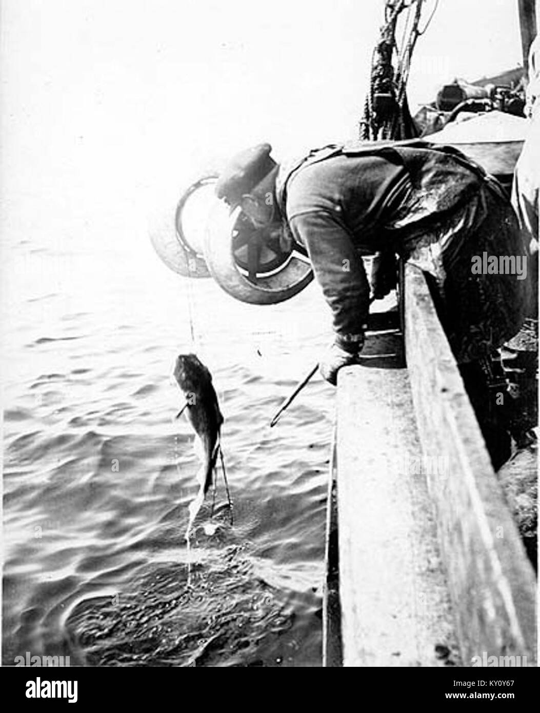 Photograph taken in May 1913 showing a fisherman hauling a cod trawl ...