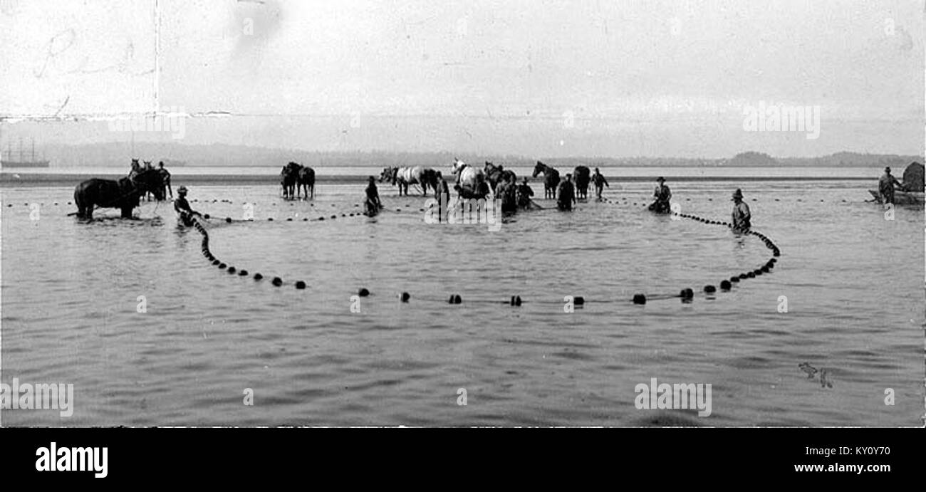 A historical photograph of fishermen using horse seining on the ...
