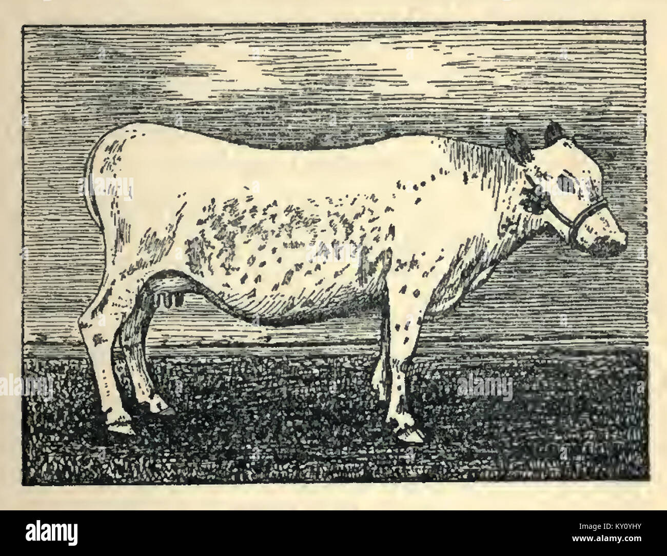 Fjäll cow, from The Evolution of British Cattle and the Fashioning of Breeds, by James Wilson; London, Vinton & Company, 1909 Stock Photo