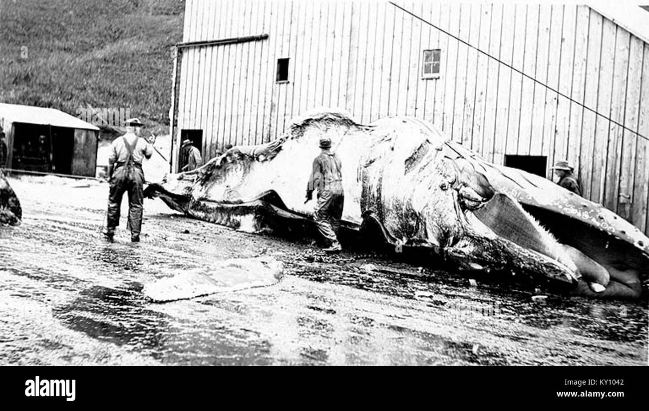 Flensing a whale at a whaling station, Akutan, Alaska, ca 1915 (COBB 42) Stock Photo