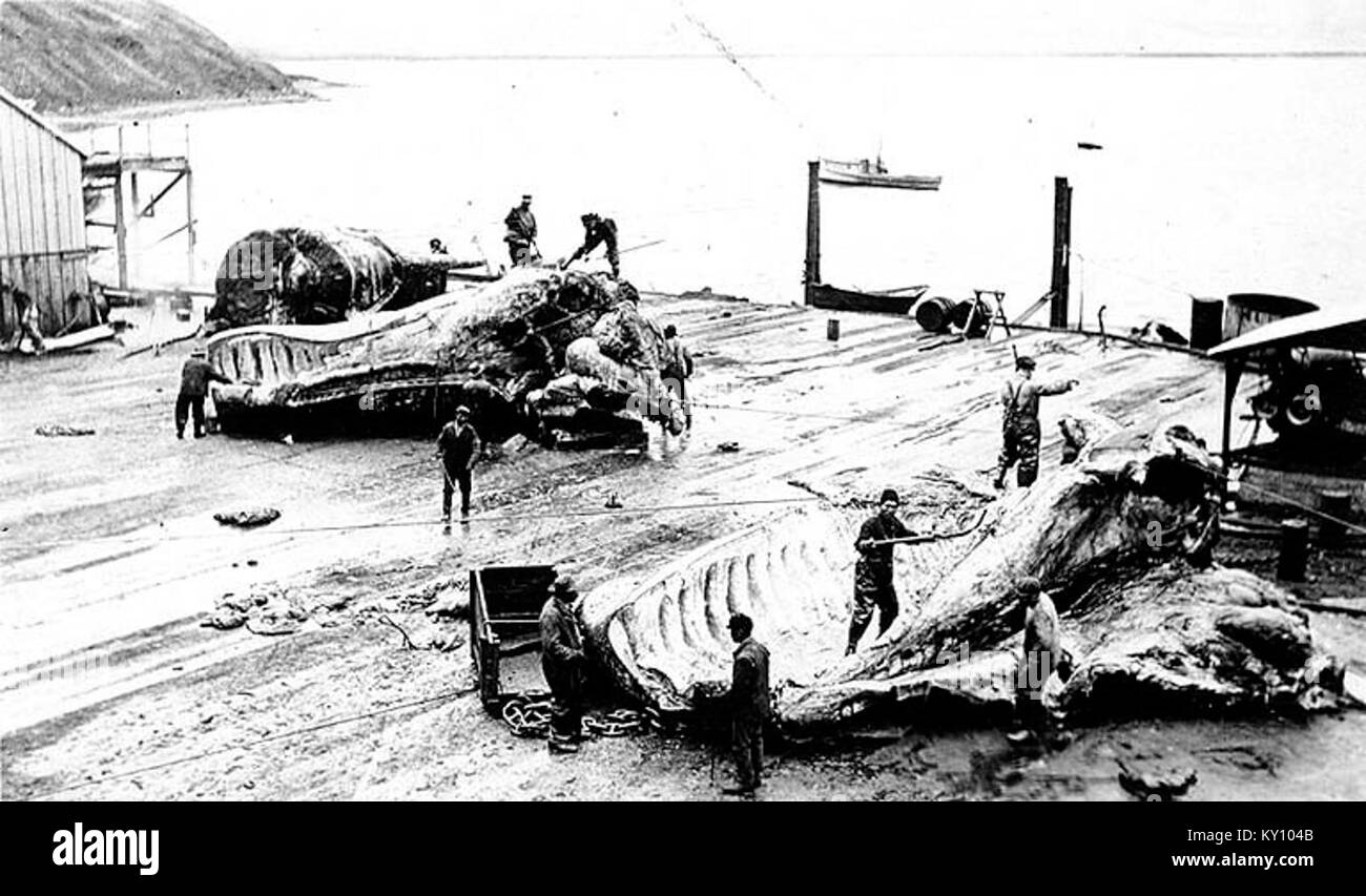 Flensing whales at a whaling station, Akutan, Alaska, ca 1915 (COBB 75) Stock Photo