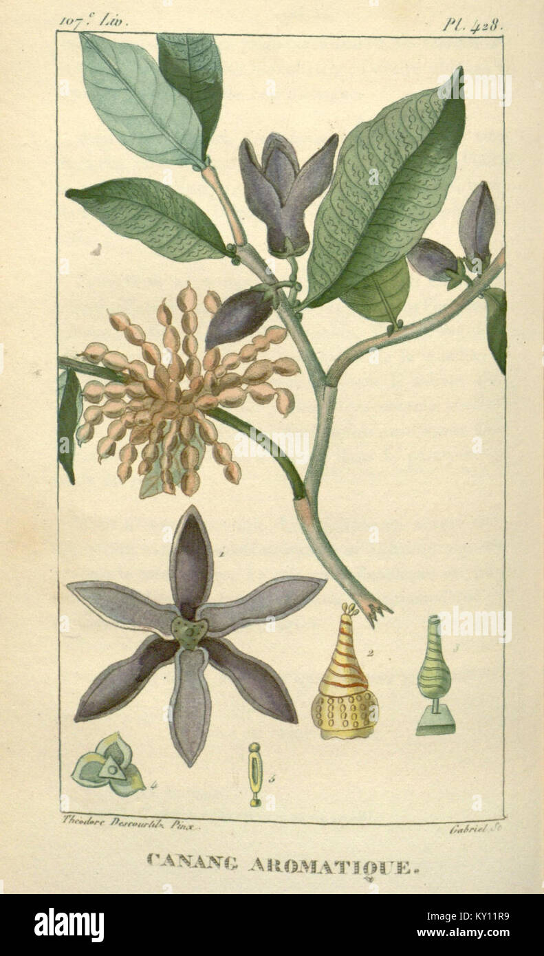 Medical medicinal plants taxonomy hi-res stock photography and images ...