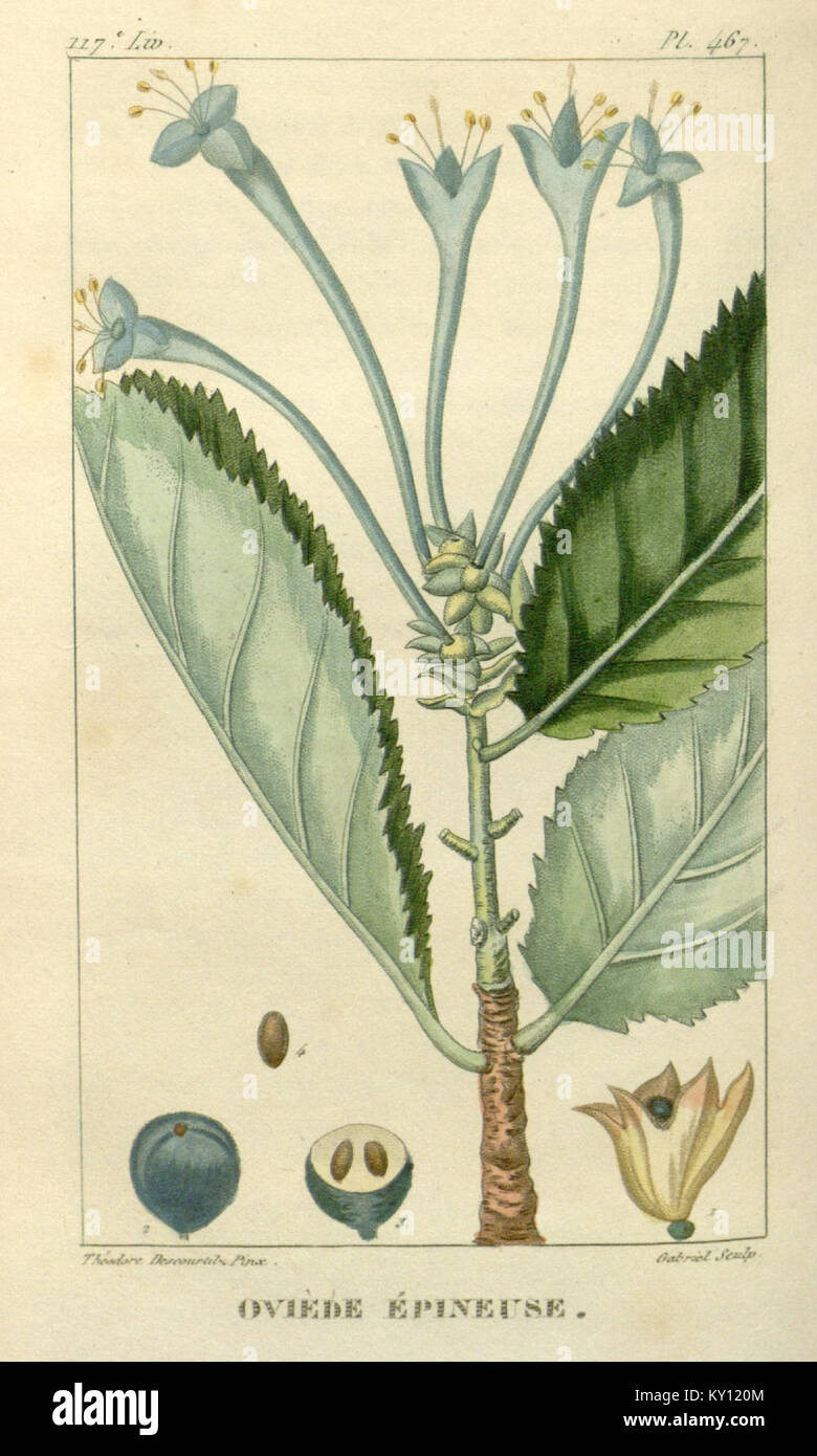 Comprehensive guide on Caribbean medicinal plants, providing botanical ...