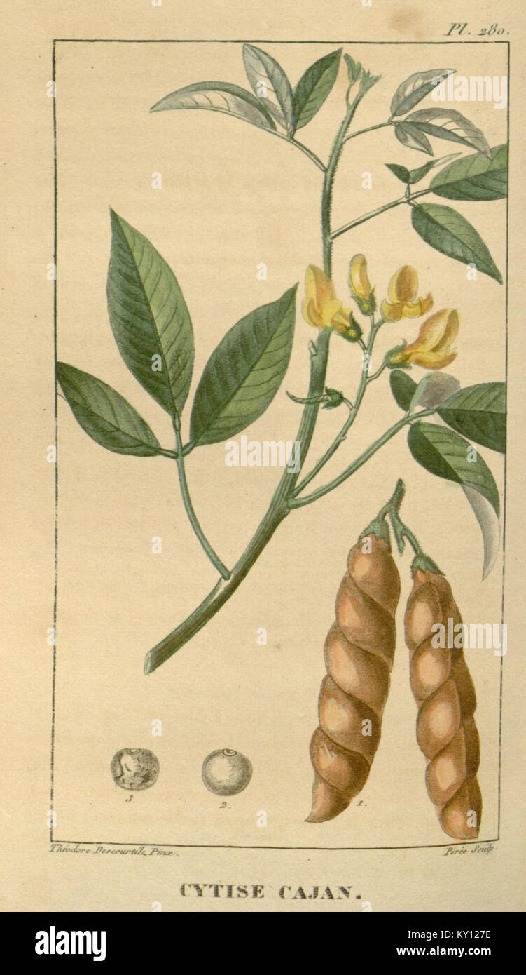 A comprehensive Caribbean medicinal flora detailing plant species, uses ...