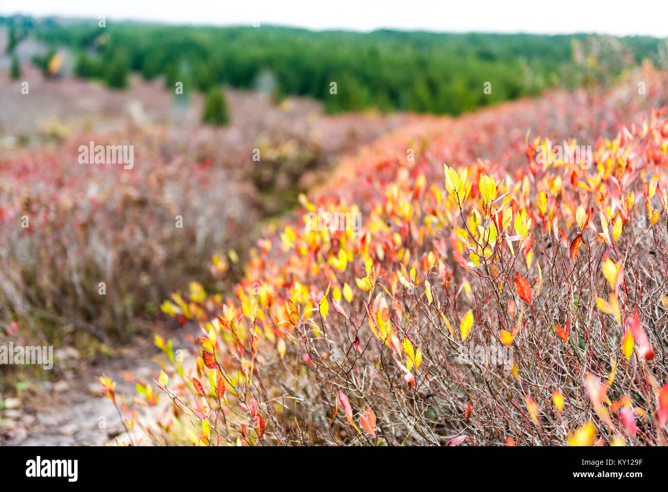 Closeup field of wild red, yellow blueberry leaves bushes in autumn
