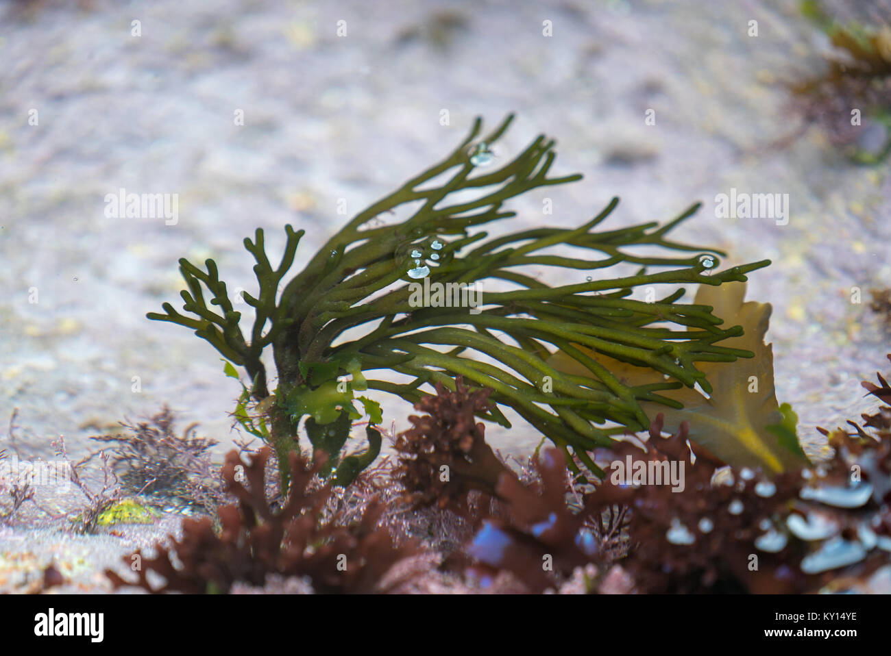 Heart of Red algae, Codium fragile, Fissurellidae, Fissurellidae and Lots Love on Land's End Granite (2 of 5) Stock Photo