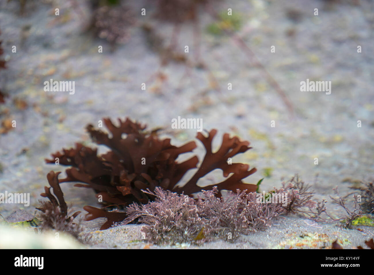 Heart of Red algae, Codium fragile, Fissurellidae, Fissurellidae and Lots Love on Land's End Granite (3 of 5) Stock Photo