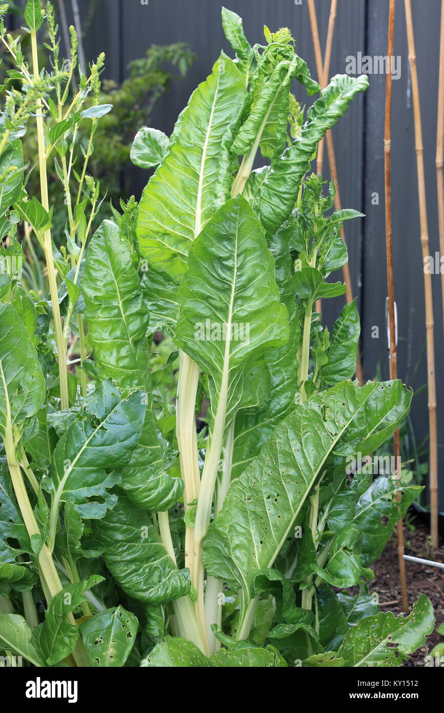 Homegrown bok choy or pak choi ready for harvest Stock Photo