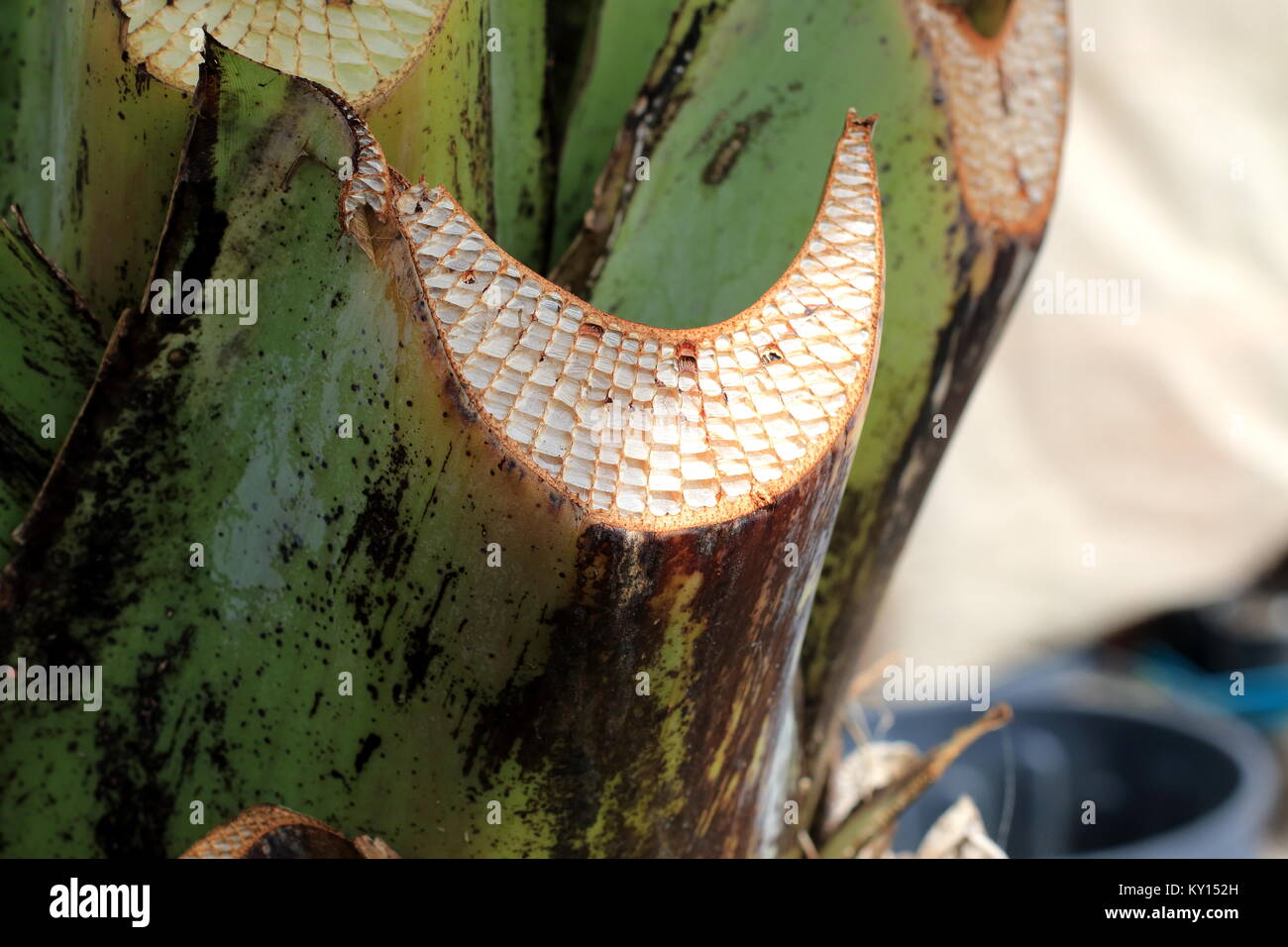 Close up image of f trimmed Ensete ventricosum, abyssinian banana leaf stem Stock Photo