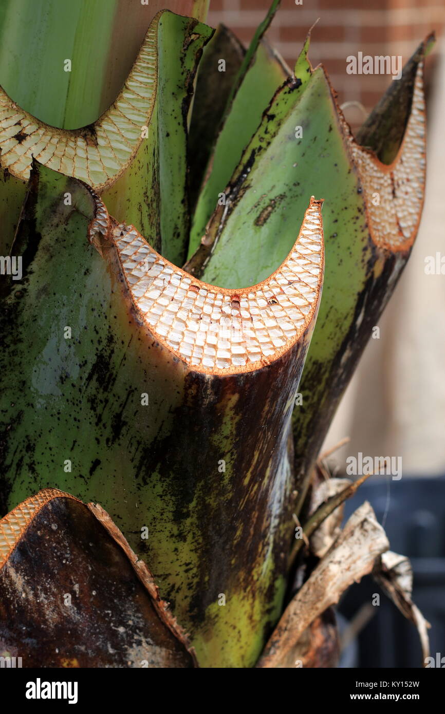 Close up image of f trimmed Ensete ventricosum, abyssinian banana leaf stem Stock Photo