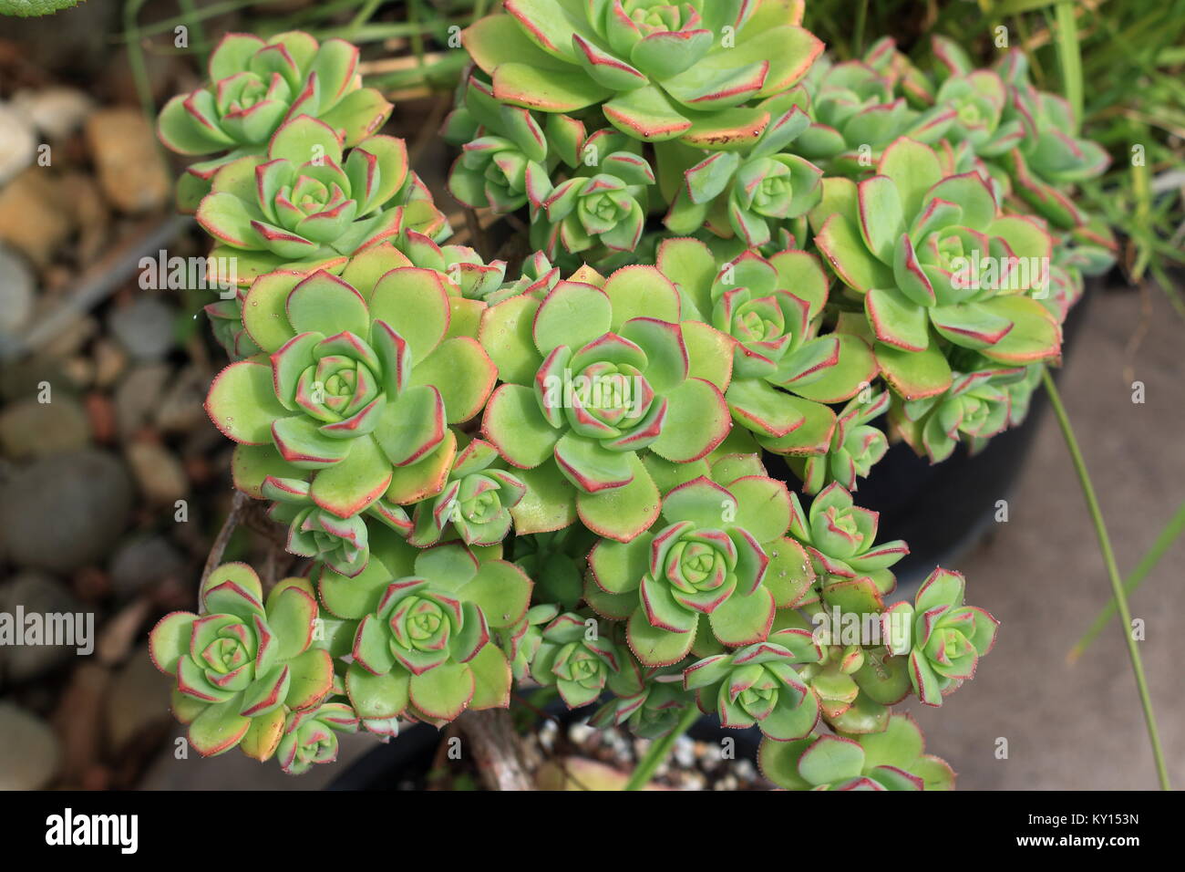 Aeonium haworthii Pinwheel Aeonium Stock Photo
