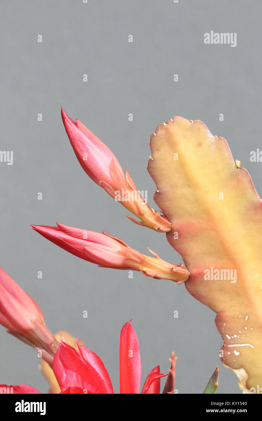 Close up of Epiphyllum or orchid cactus with flower buds Stock Photo