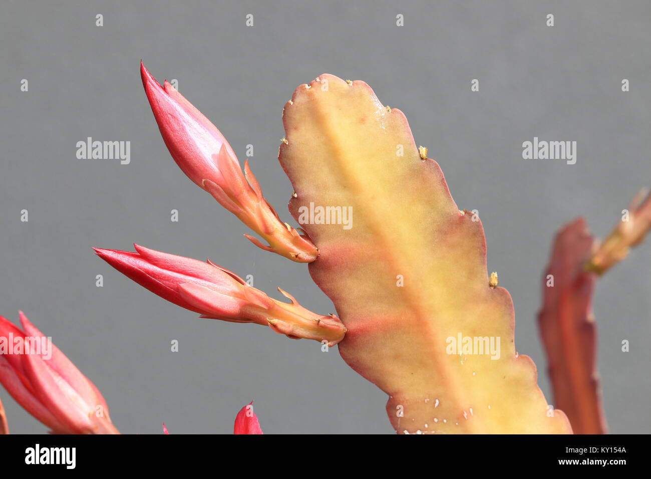 Close up of Epiphyllum or orchid cactus with flower buds Stock Photo