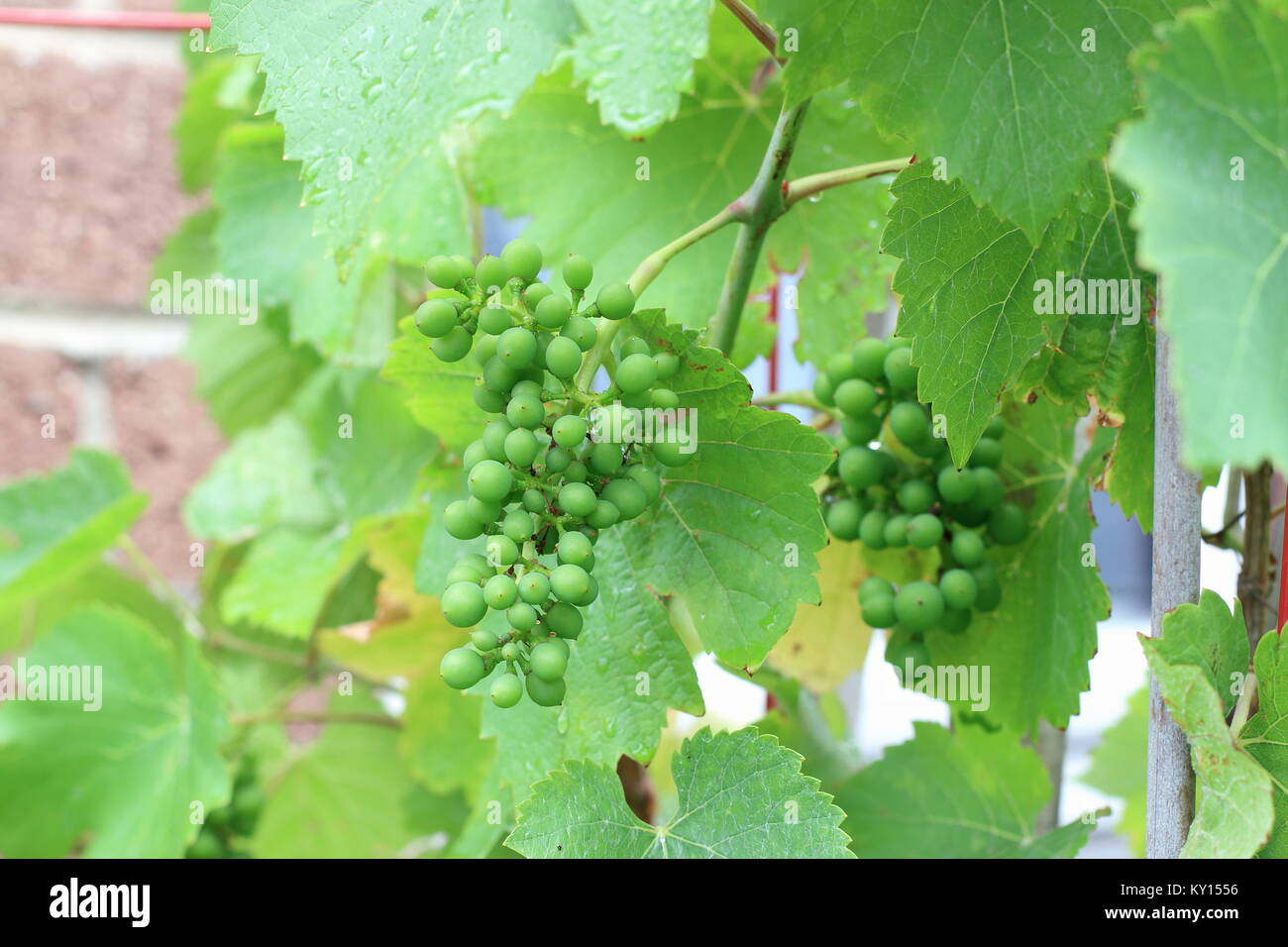 Young grapes growing on grapevines Stock Photo Alamy
