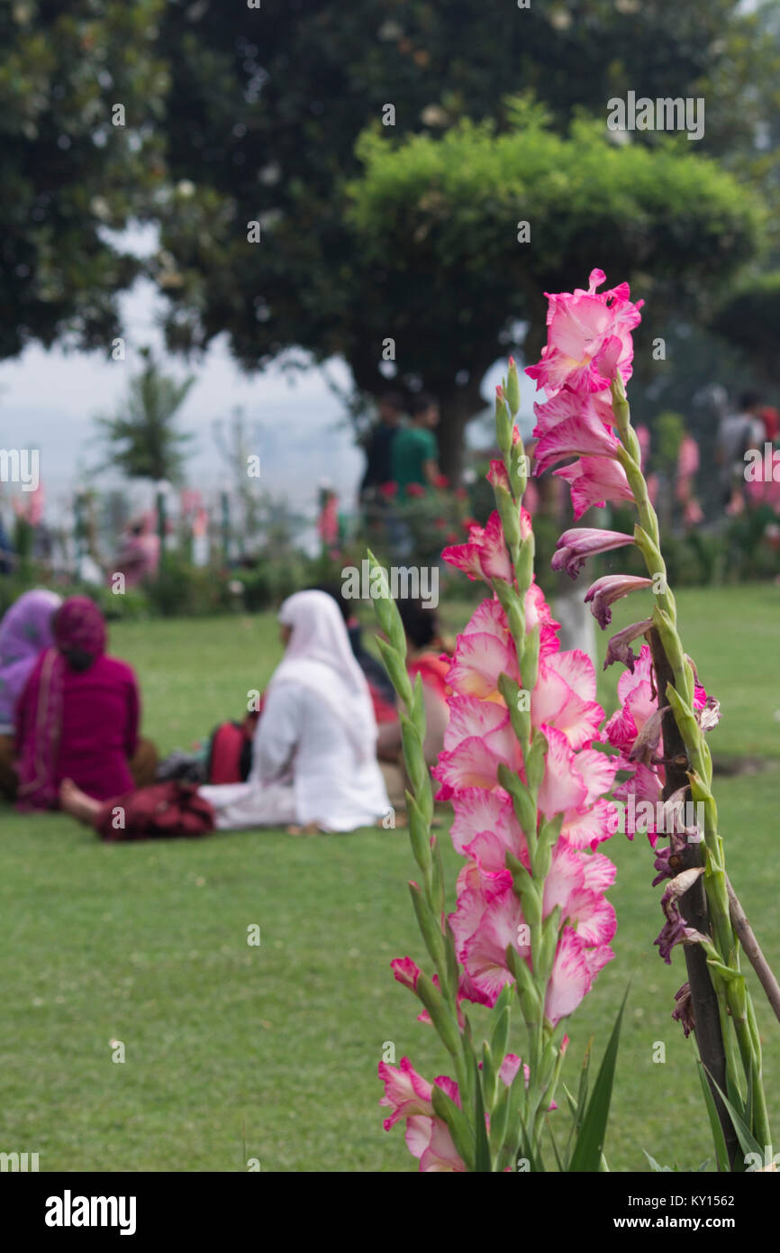 Srinagar, India. Flowers in Mughal garden Stock Photo