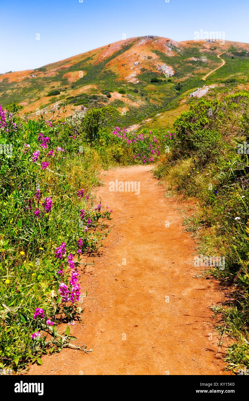 California hiking trail with wild flowers and a view of the coastal hills. Location: Marin County coast Stock Photo