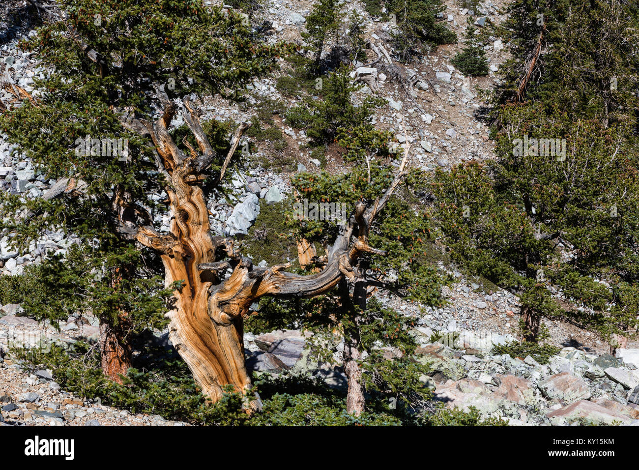 Great Basin Bristlecone Pine (Pinus longaeva) in Great Basin National Park, Nevada Stock Photo