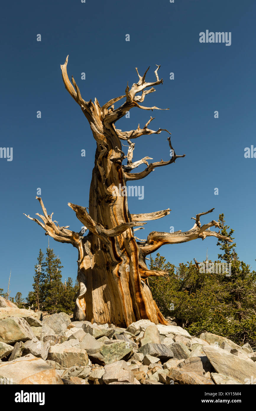 Great Basin Bristlecone Pine (Pinus longaeva) in Great Basin National Park, Nevada Stock Photo