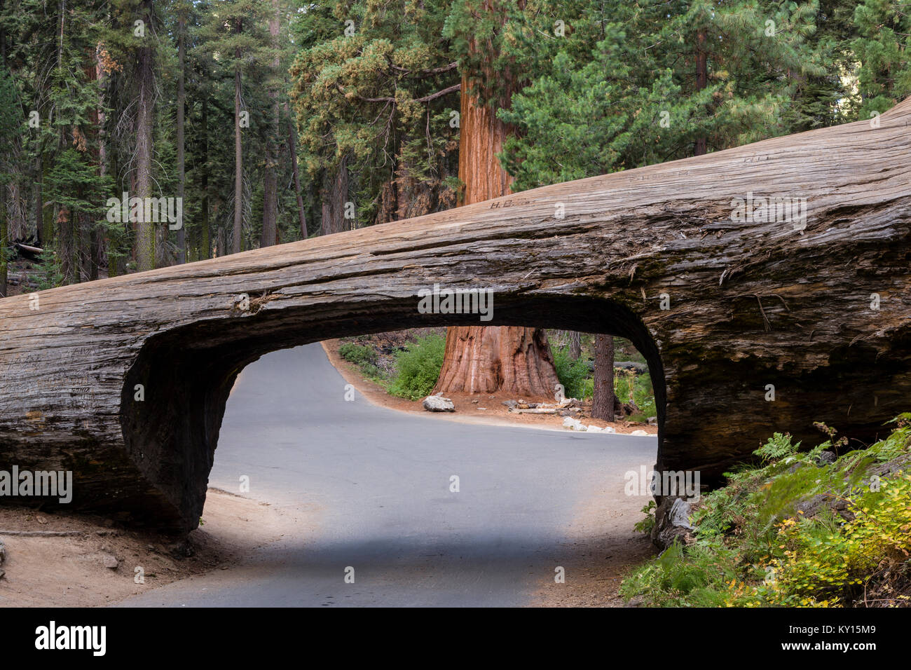 Tunnel Log and Giant Sequoia (Sequoiadendron giganteum) in Sequoia National Park, California Stock Photo