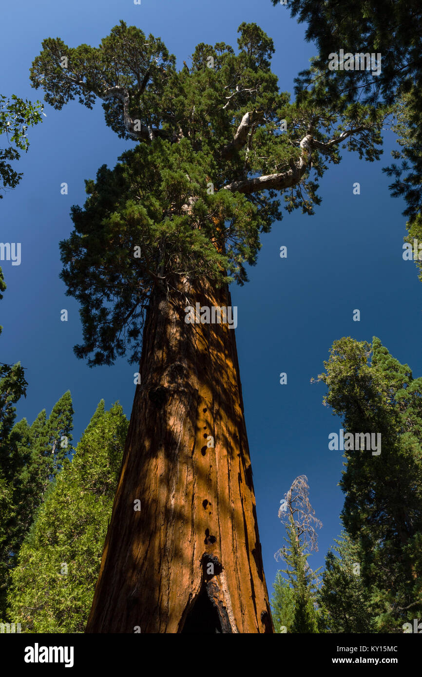 Sequoia Sequoiadendron Giganteum Flora Hi-res Stock Photography And ...