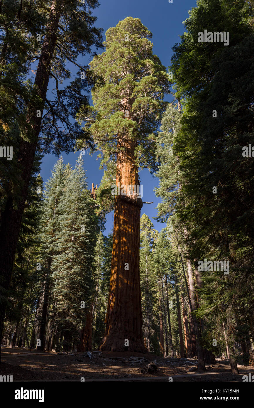 McKinley Giant Sequoia (Sequoiadendron giganteum) in Sequioa National Park, California Stock Photo