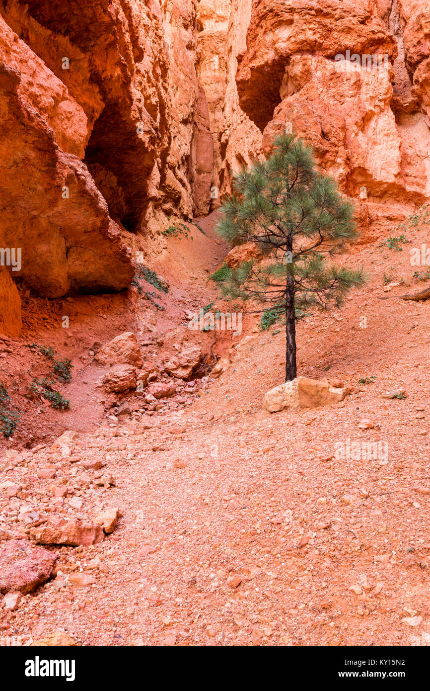 Limber Pine (Pinus flexilis) in Bryce Canyon National Park, Utah Stock Photo