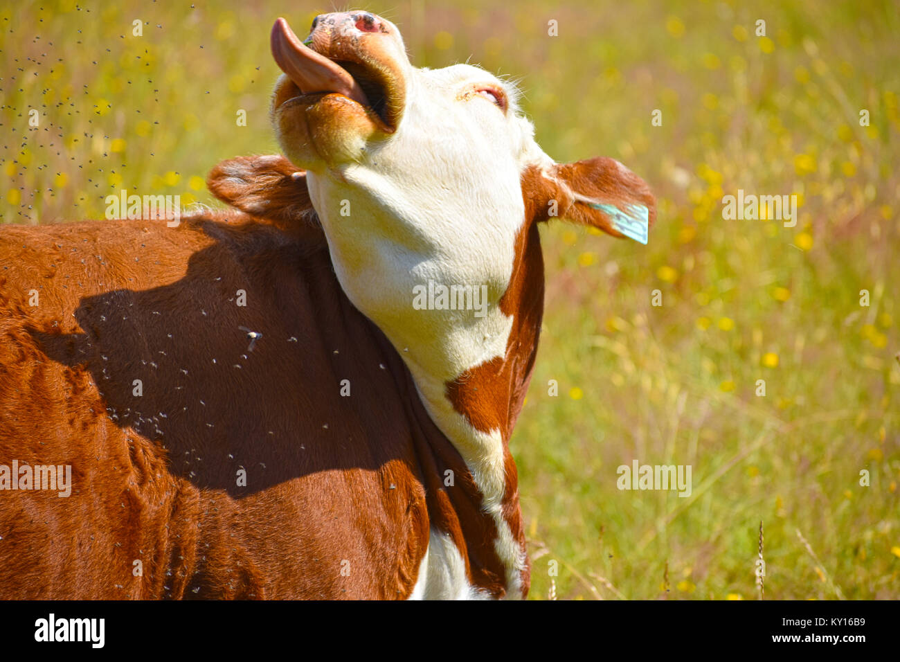 Cow sticking out tongue in a field of dandelion with thousands of flies irritating her.  The humorous cow seems to rolling her eyes. Stock Photo