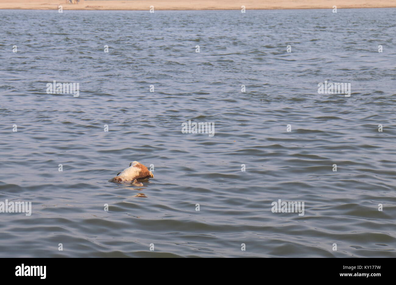 Dead sheep Ganges river pollution Varanasi India Stock Photo