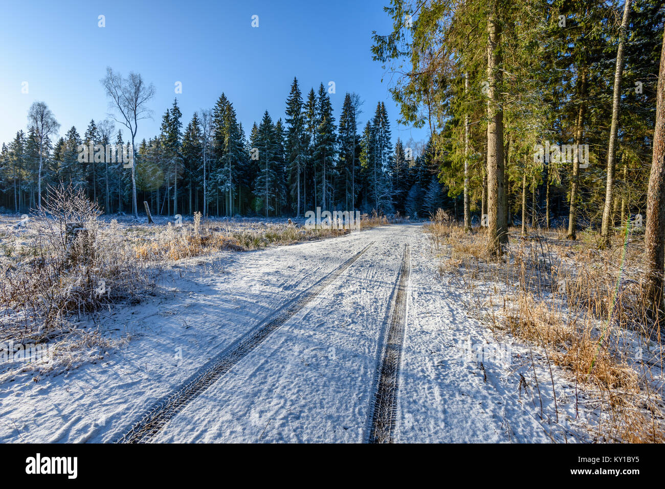 car tire tracks on winter road in deep snow in lonely forest Stock ...