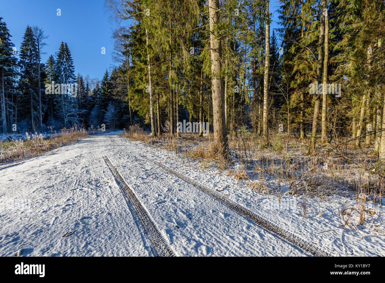car tire tracks on winter road in deep snow in lonely forest Stock ...