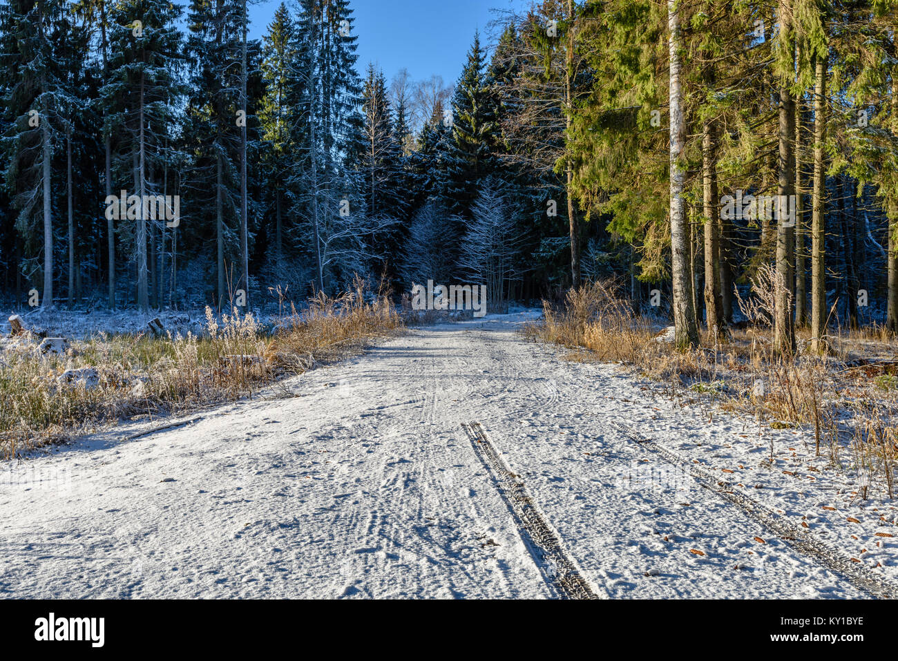 car tire tracks on winter road in deep snow in lonely forest Stock ...