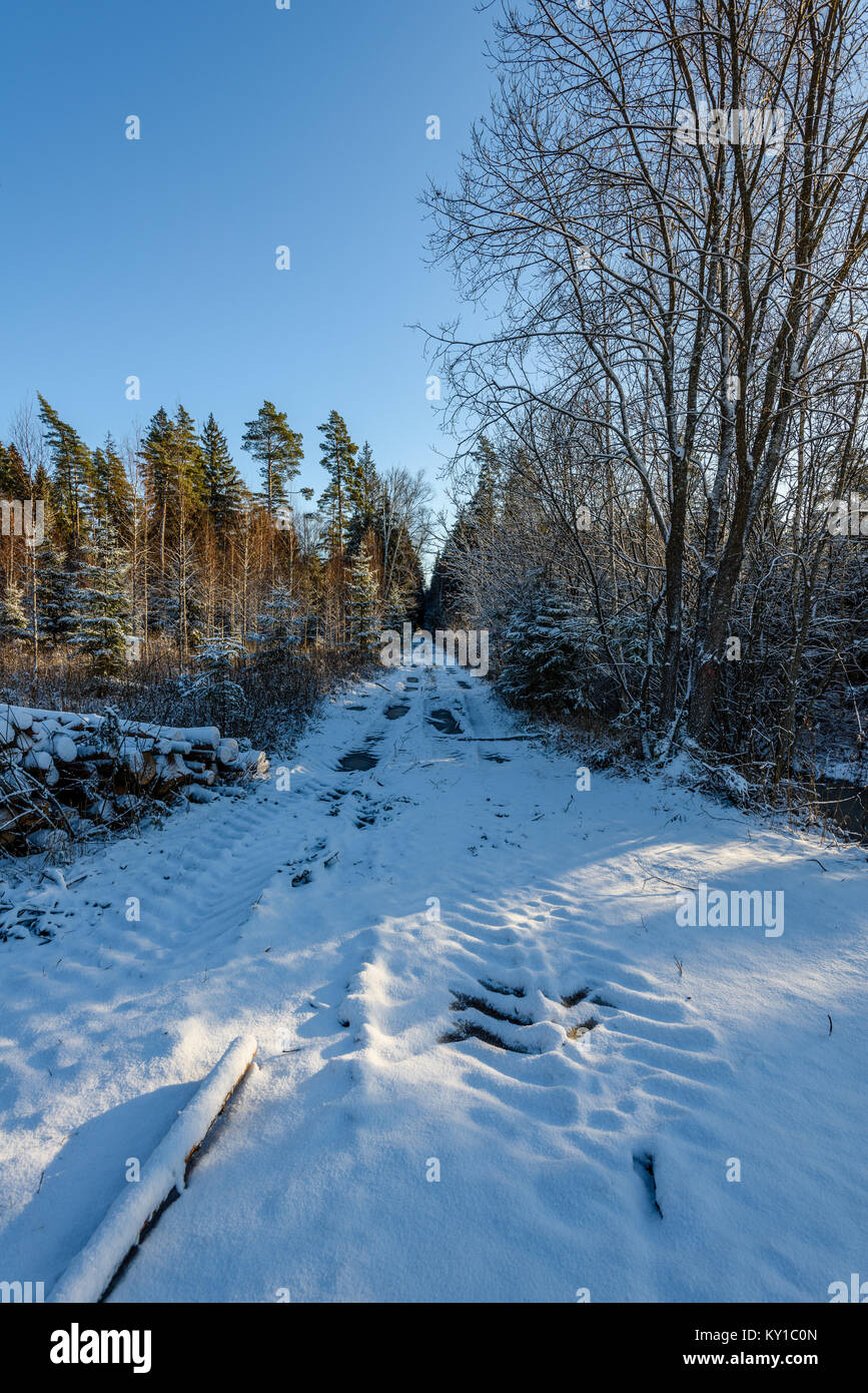 car tire tracks on winter road in deep snow in lonely forest Stock ...