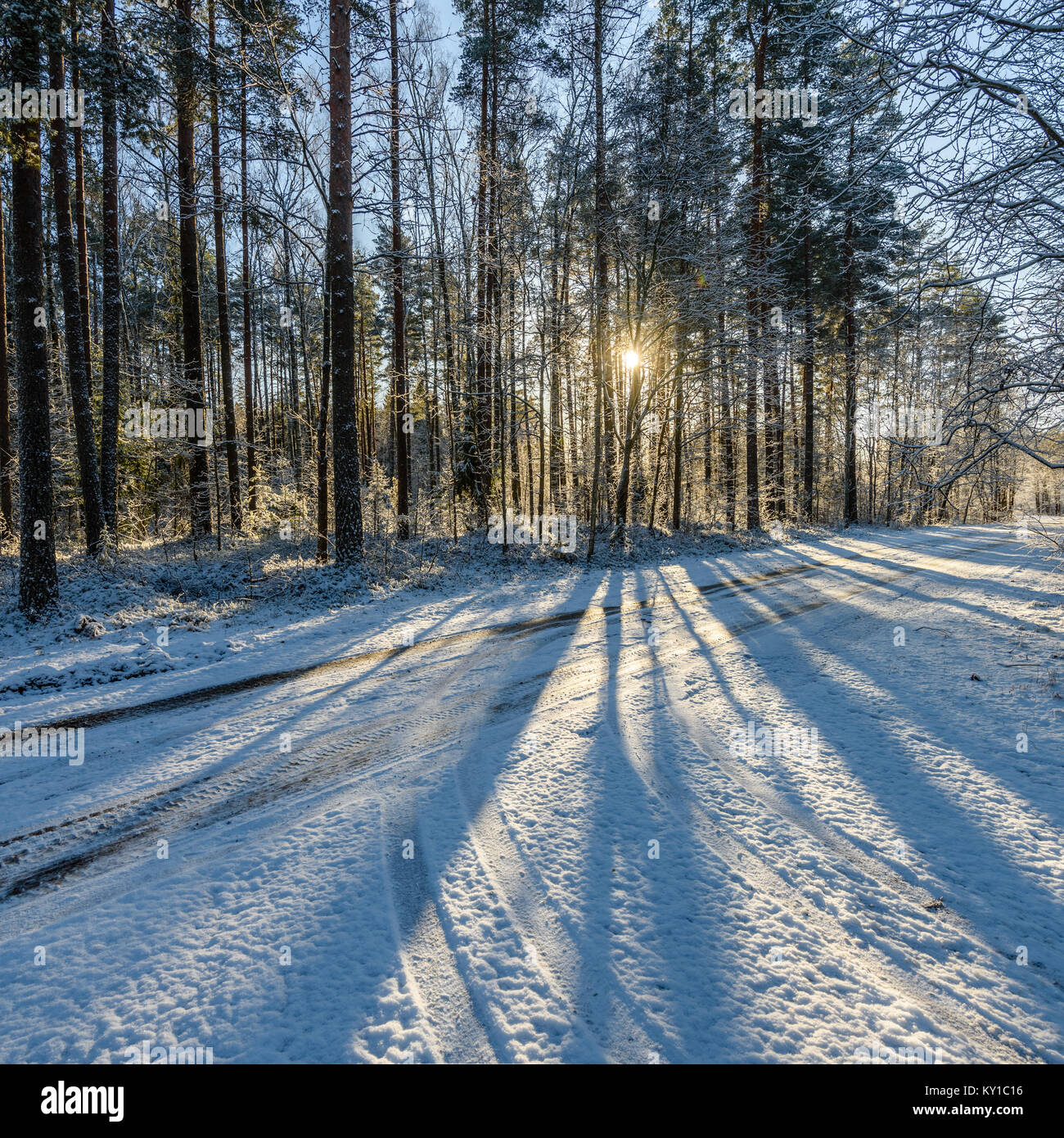 car tire tracks on winter road in deep snow in lonely forest Stock ...