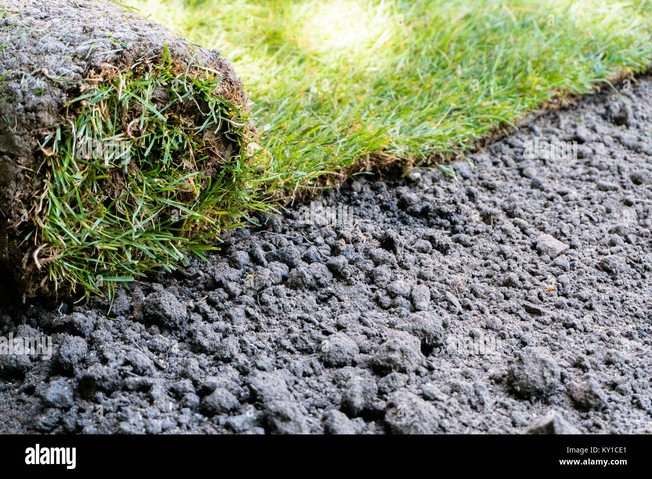 fresh roll of sod grass laid on dirt by a landscape gardener planning a