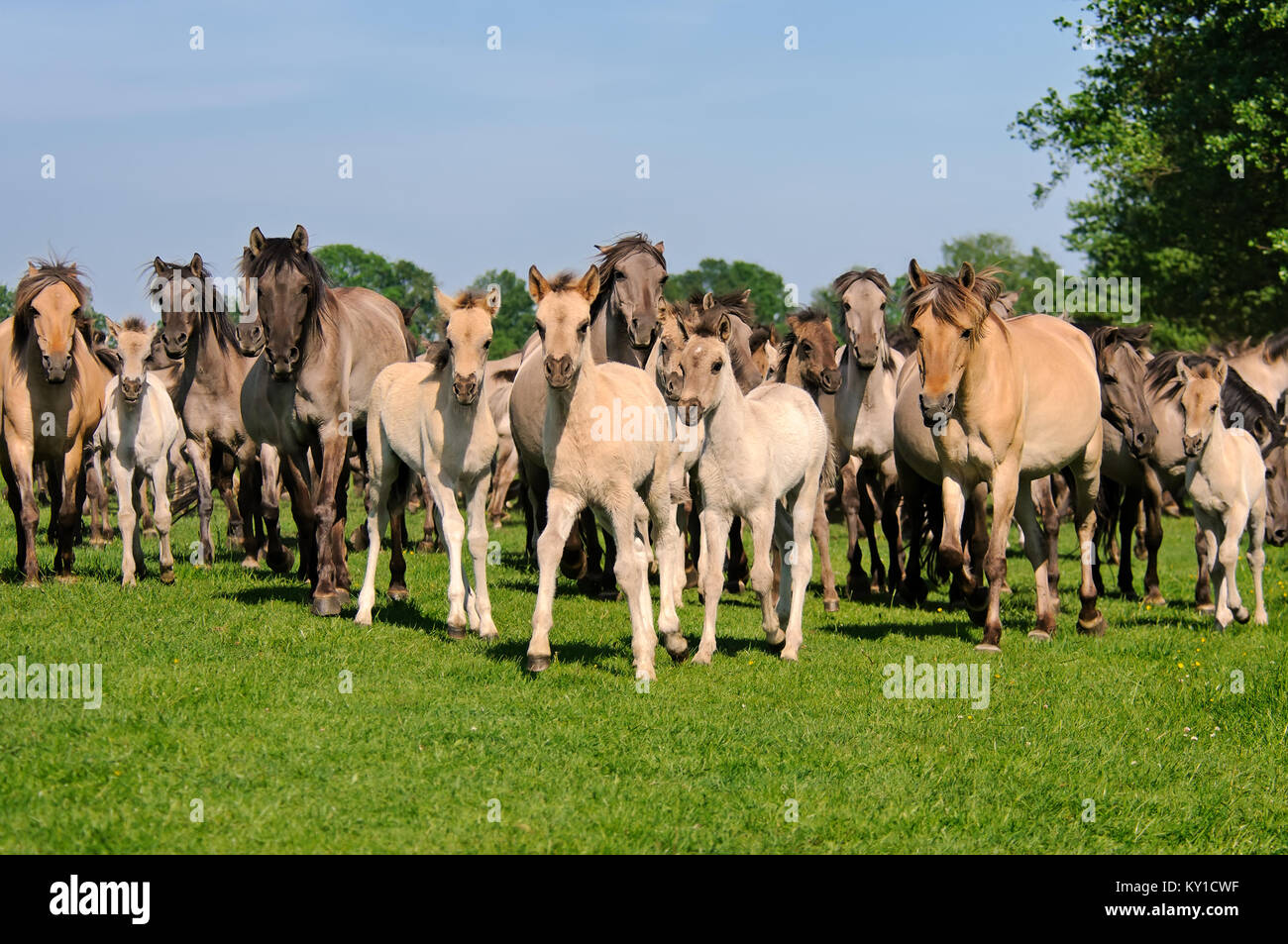 Grullo Horse Breeds