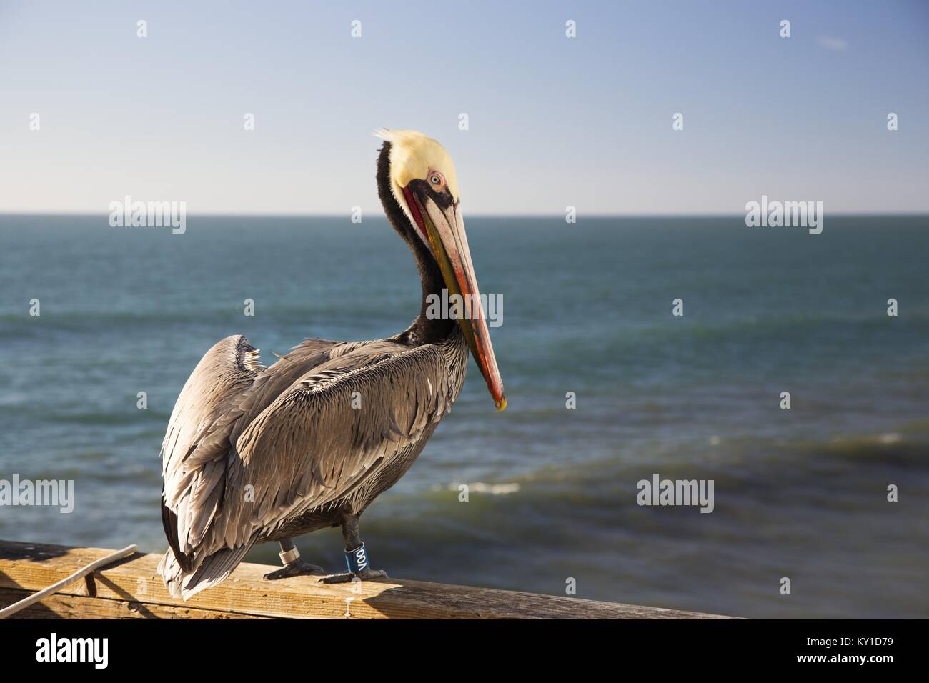 Pelican, a Large California Water Bird with foot tracking tag on ...