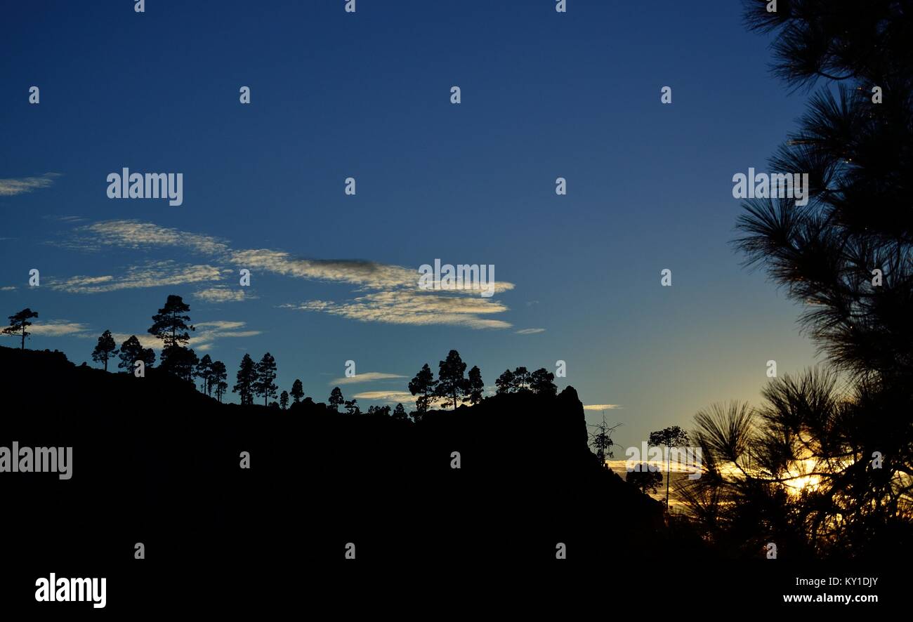 Silhouettes of pines at sunset, vivid blue sky and clouds, Pilancones, summit of Gran canaria, Canary islands Stock Photo