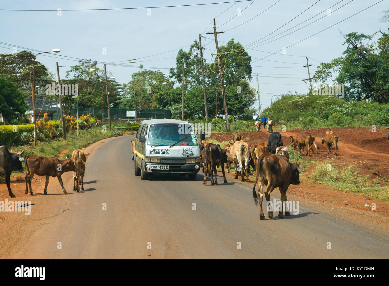 A herd of cows cross a road as a matatu vehicle waits, Kenya, East Africa Stock Photo