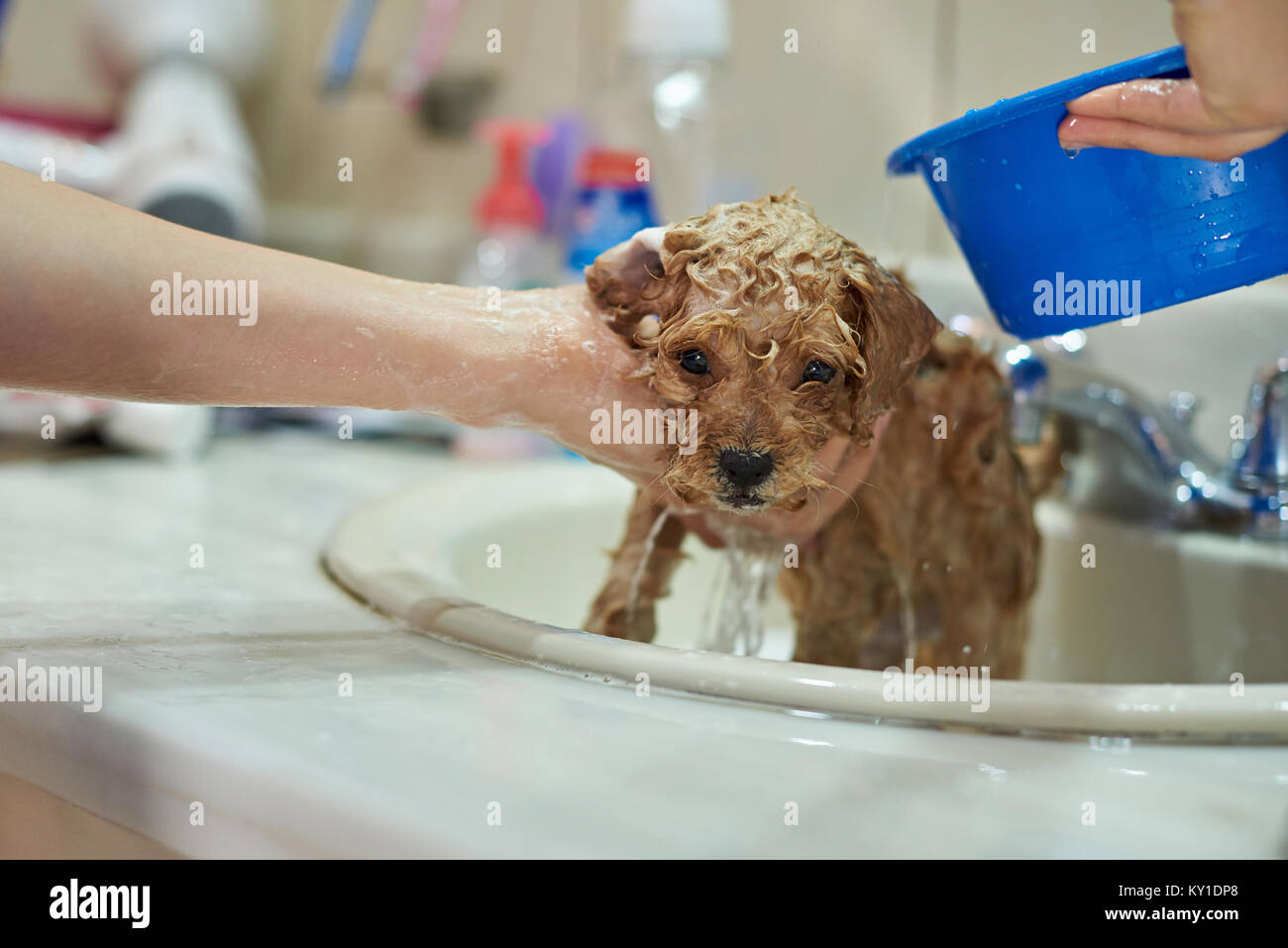 Wet brown small puppy dog. Woman washing cute puppy closeup Stock