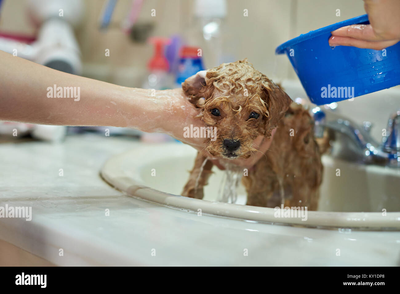 Wet brown small puppy dog. Woman washing cute puppy close-up Stock Photo