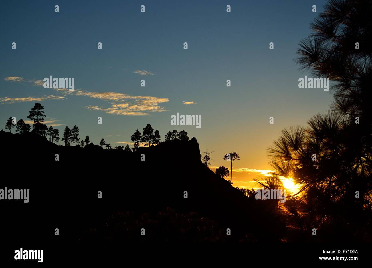 Sunset in the mountain, pines and blue sky, natural reserve of Pilancones, Gran canaria Stock Photo